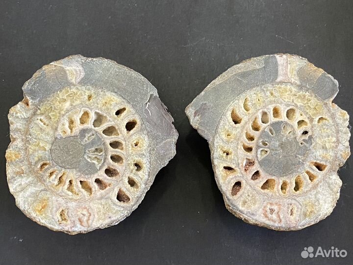 Аммонит редкий 8,4*7,7 см окаменелость минерал