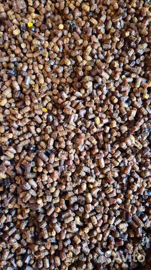 Перга пчелиная