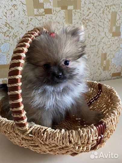 Щенята девочки