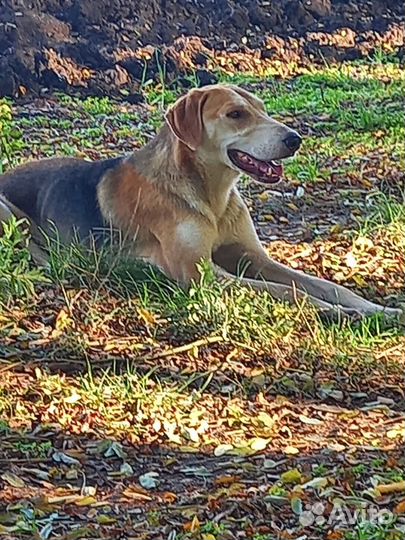 Русская гончая вязка