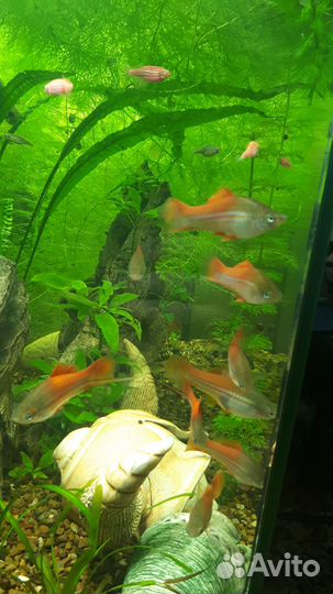 Растения и рыбки(гуппи,моллинезия,данио,тернеция)