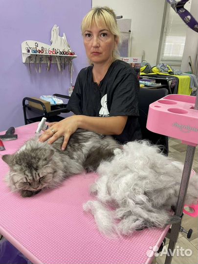 Экспресс линька собак,кошек и стрижка под машинку