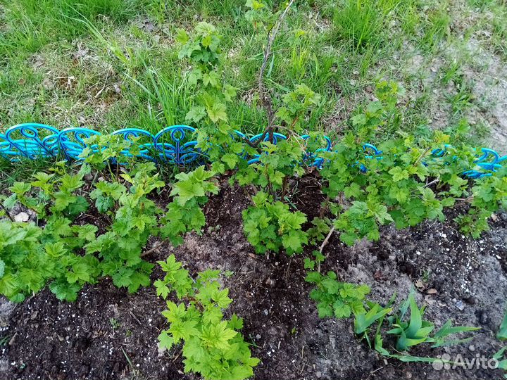 Китайская роза, малина красная и жёлтая смородина