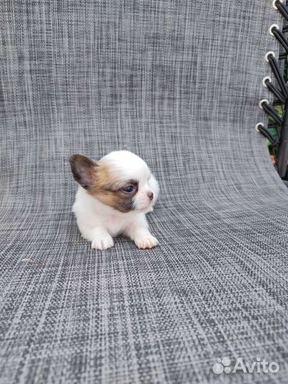 Чихуахуа мини мальчик