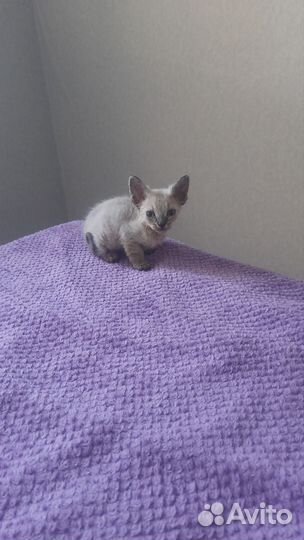 Донской сфинкс котята