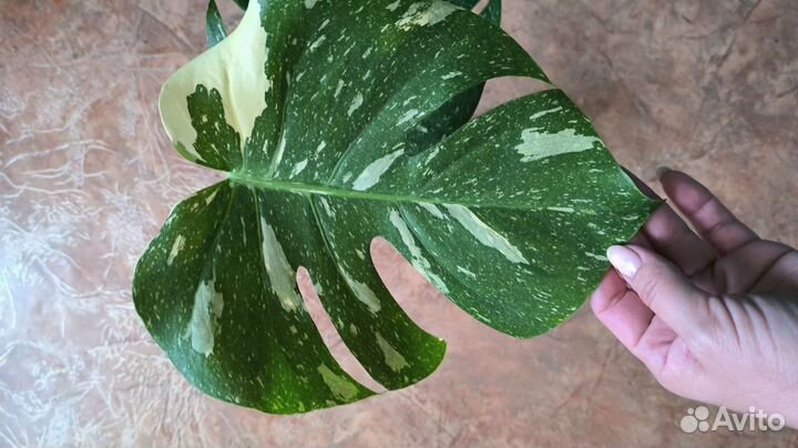 Монстера тайское созвездие