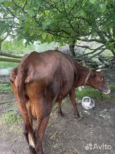 Красностепные коровы