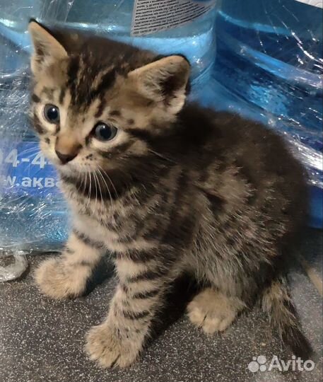 Котята 5 недель