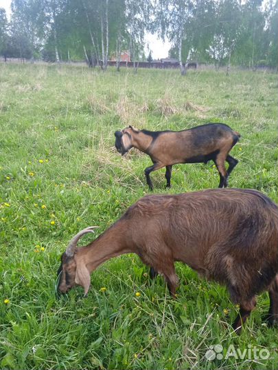 Дойные козы