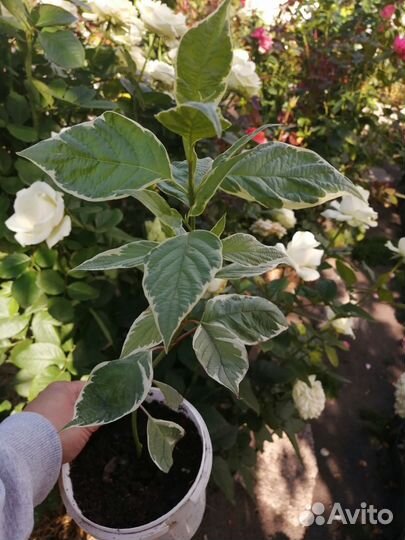 Дёрен пестролистный