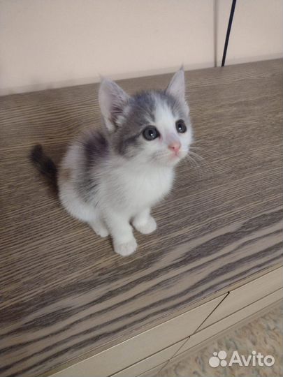 Котенок