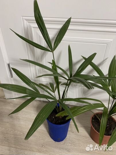 Пальма вашингтония (веерная)