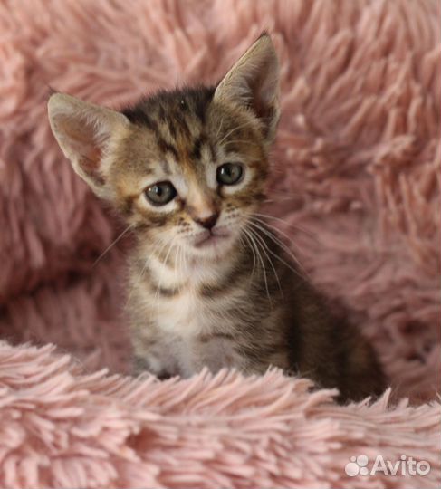 Котенок девочка