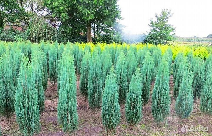 Можжевельник скальный Blue Ivory