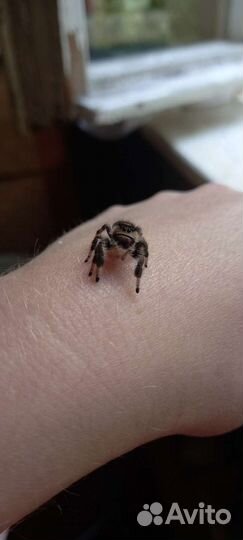 Королевский паук скакун