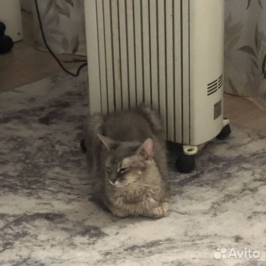 Сфинкс браш