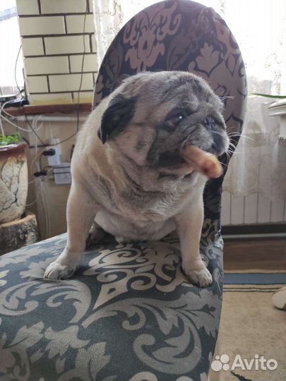 Бычий корень для собак