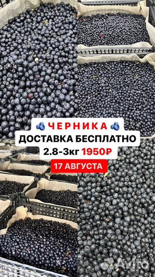 Черника свежая