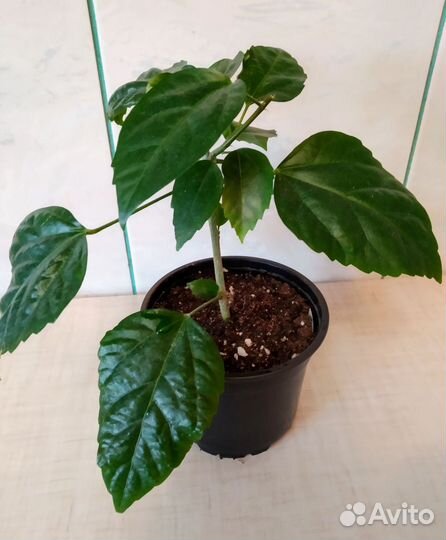 Гибискус китайская роза