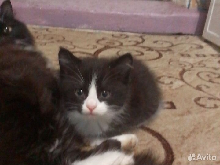 Котята бесплатно