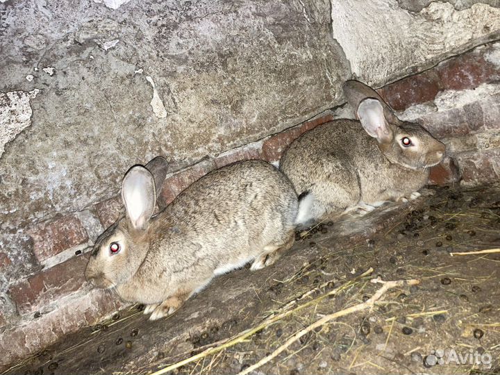 Кролики на племя