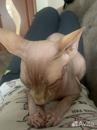 Зооняня (передержка домашних любимцев)