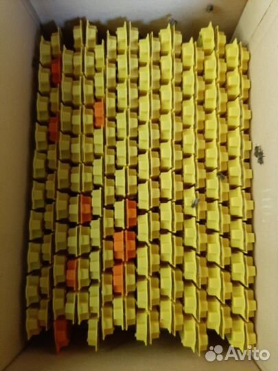 Матка пчелиная плодная