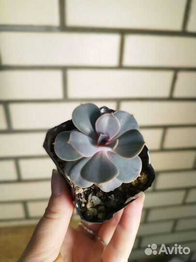 Суккуленты