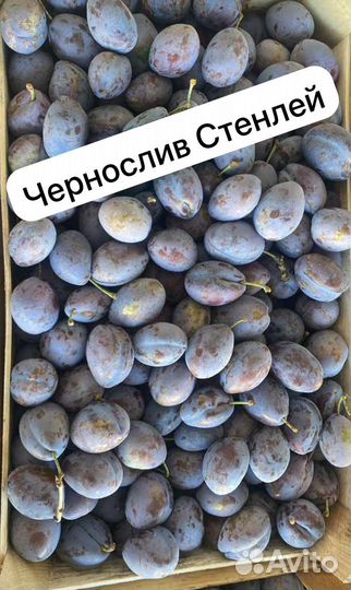 Слива Стенлей чернослив