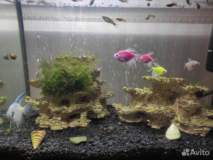 Аквариум 74 литра с рыбками и всем необходимым