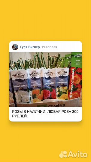 Рассада многолетних цветов