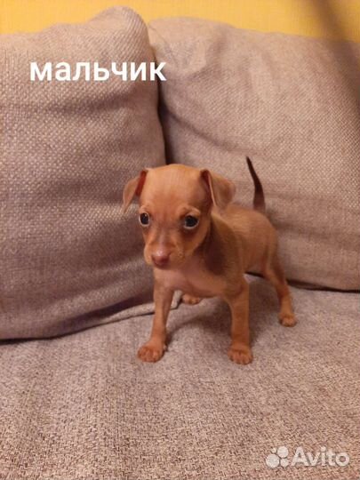 Мини той-терьер щенки