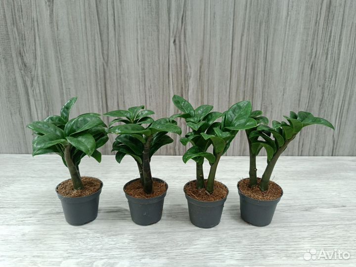 Замиокулькас Зензи