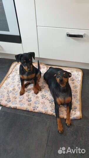 Щенки цвергпинчера