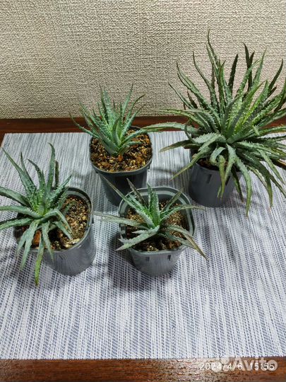 Суккуленты