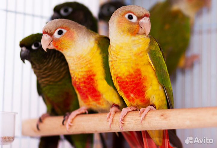 Пиррура Pineapple птенцы