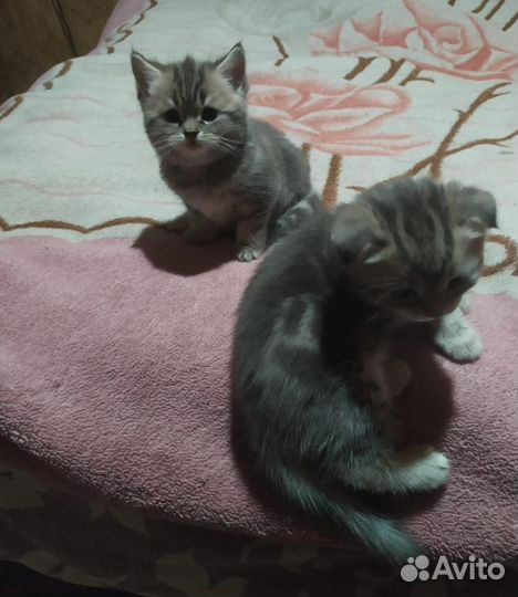 Шотландские котята