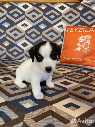 Джек Рассел терьер