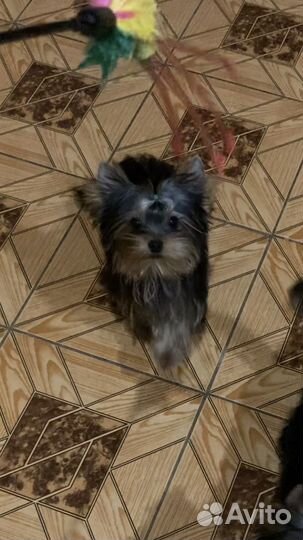 Мини мальчик