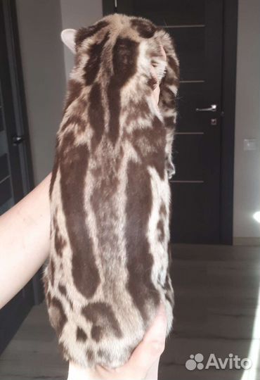 Бенгальская кошка