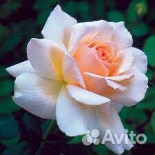 Роза Chandos Beauty Чандос Бьюти