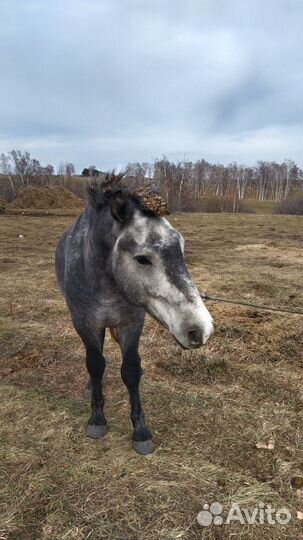 Лошадь жеребец