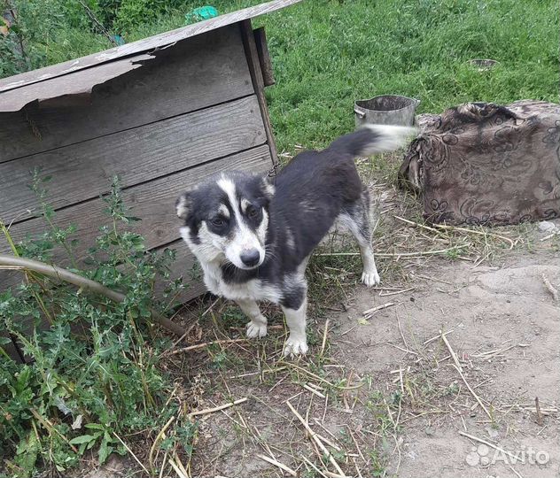 Щеночки от небольшой собачки