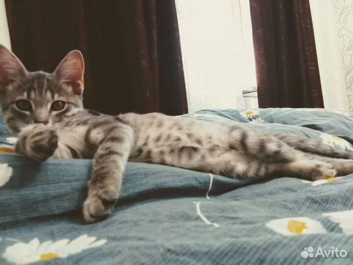 Котята бесплатно