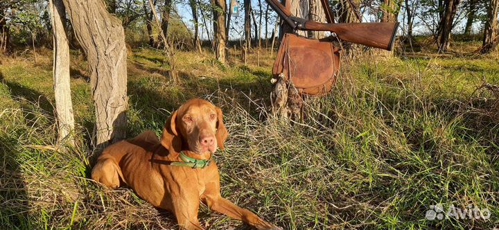 Натаска легавых собак
