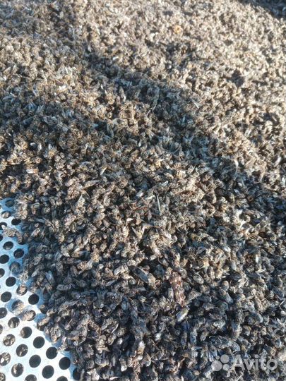 Пчелиный подмор