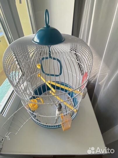 Продаи волнистого попугая