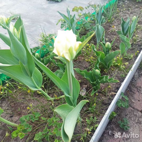 Тюльпаны Махровые в ассортименте. Каллы