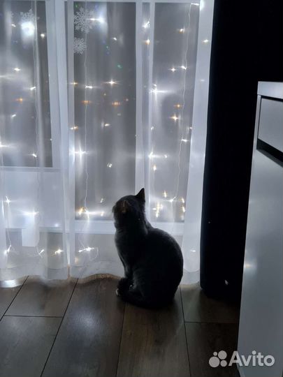 Гирлянда штора новогодняя 3х3 м, белый