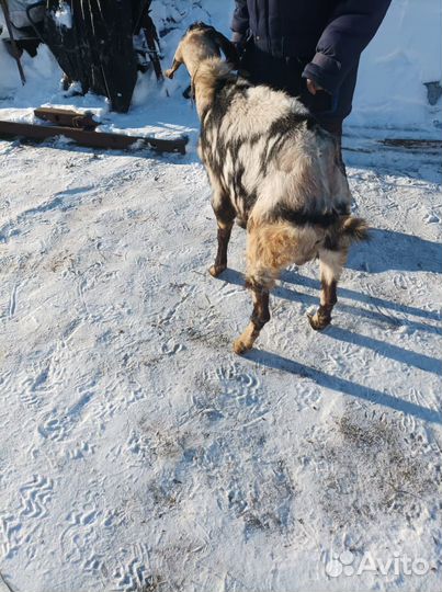 Англо нубийский козел